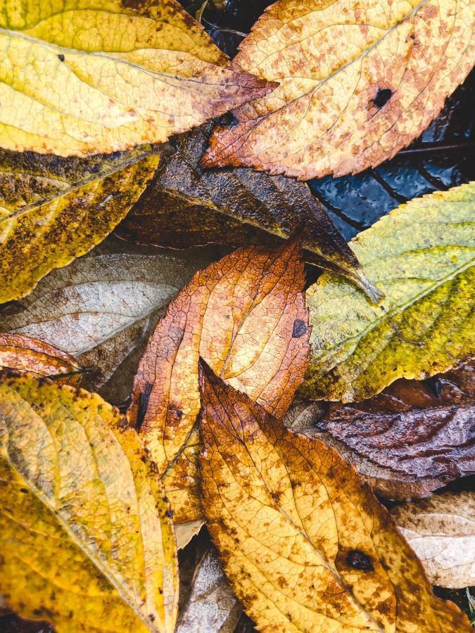 Purciems Atputas Vieta Braltirumi المظهر الخارجي الصورة